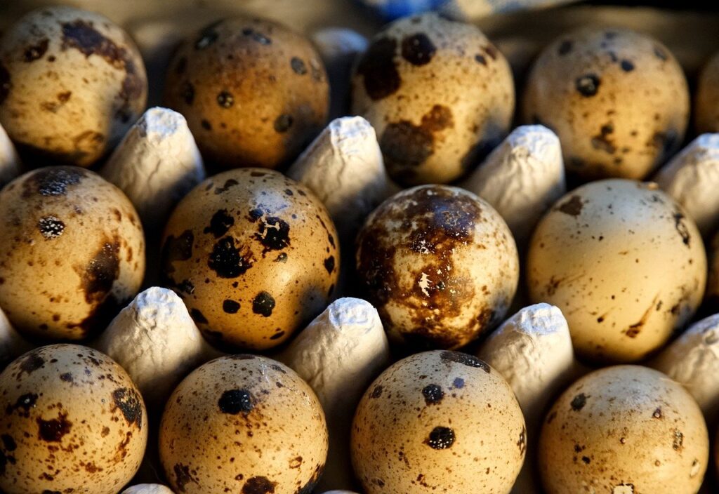 eggs, food, quail eggs-7709863.jpg
